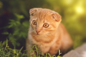 华体会网址-真假莱万之战，AC米兰用佛罗伦萨式胜利粉碎紫百合