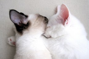 华体会下载-冷门诞生！洪都拉斯掀翻阿根廷，迪亚斯数据全面爆炸统治全场