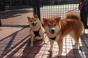 华体会网址-孤独璀璨的利拉德，公牛完胜爵士背后的英雄与团队