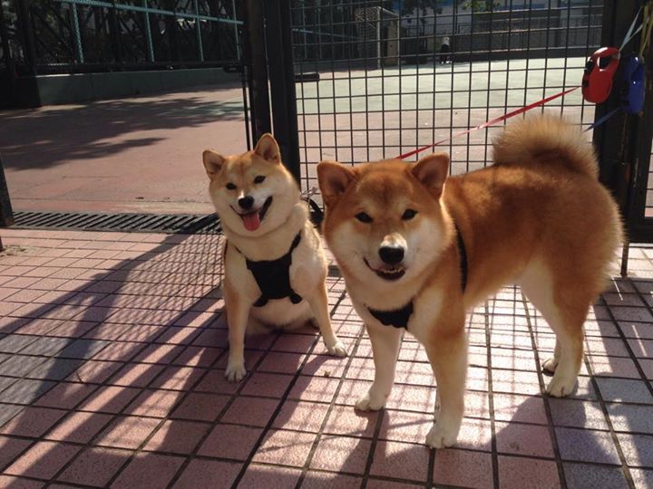 华体会网址-孤独璀璨的利拉德，公牛完胜爵士背后的英雄与团队  第1张