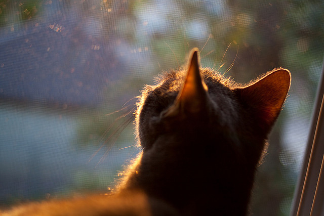 华体会app-米切尔弑旧主！尼克斯战胜吉林队，一己之力撕裂老东家防线  第2张