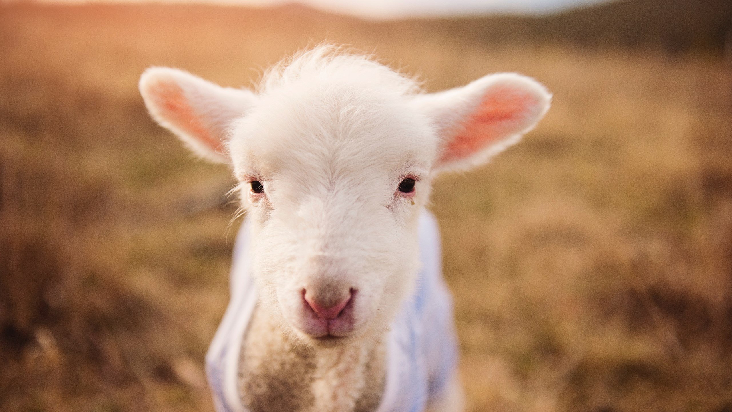 华体会-独行侠的变奏与利拉德的持续重音，当节奏博弈遇上个人英雄主义  第1张